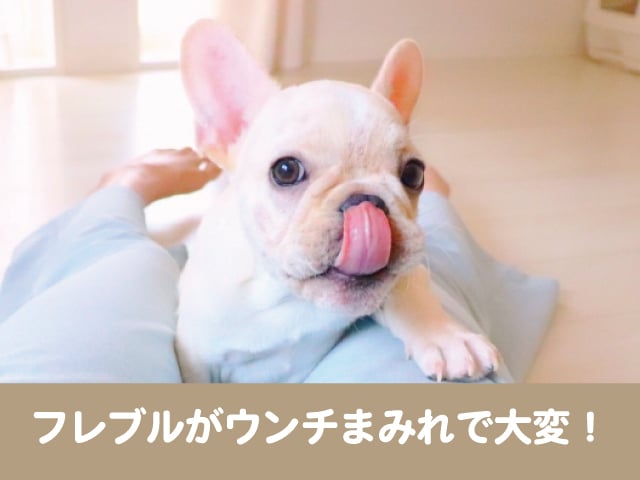 フレンチブルドッグ フレブル がウンチまみれで大変 室内飼い子犬にゲージでトイレ練習する方法は 今週のペルル店長