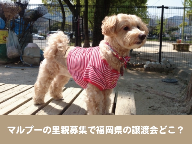 マルプーの里親募集で福岡県の譲渡会場所どこ 売れ残りの子犬を無料で引き取りできる 今週のペルル店長