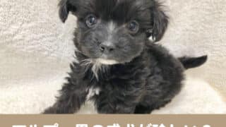 マルプーブリーダー山形県の場所どこ 子犬の値段相場や安い販売業者も紹介 今週のペルル店長