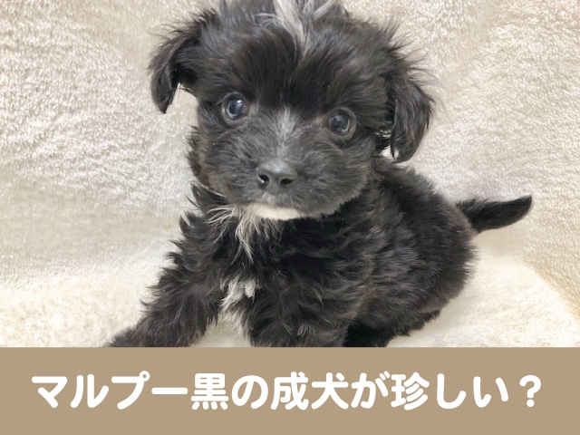 マルプー黒の成犬が珍しい 毛色で性格はちがう 今週のペルル店長