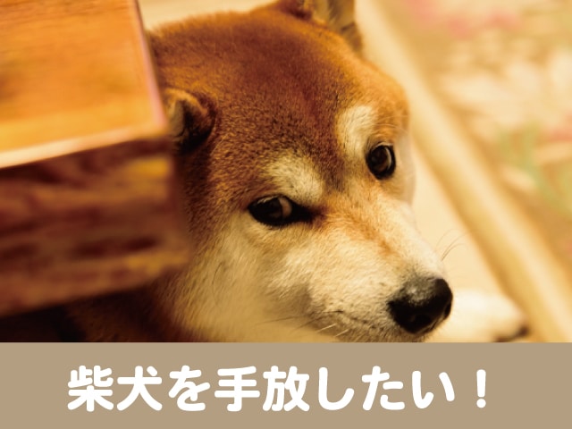 柴犬を手放したい しつけが大変で嫌いになる前に里親に出した方がいい 今週のペルル店長