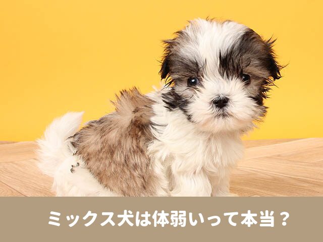 ミックス犬　体弱い　雑種　違い　病気　長生き