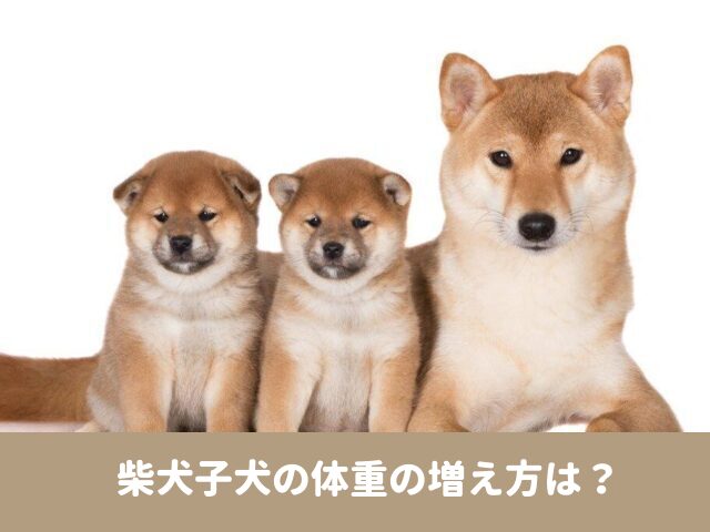 柴犬子犬の体重の増え方は 月齢ごとの平均体重推移と体型を調べてみた 今週のペルル店長 柴犬子犬の体重の増え方は 月齢ごとの平均体重推移と体型を調べてみた 今週のペルル店長