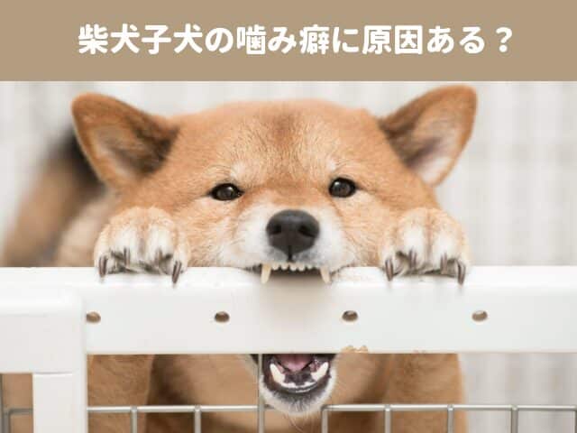 柴犬　子犬　噛み癖　本気噛み　しつけ