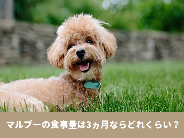 マルプー 食事量 子犬はよく食べる ご飯の量を記載より多くあげてもok 今週のペルル店長