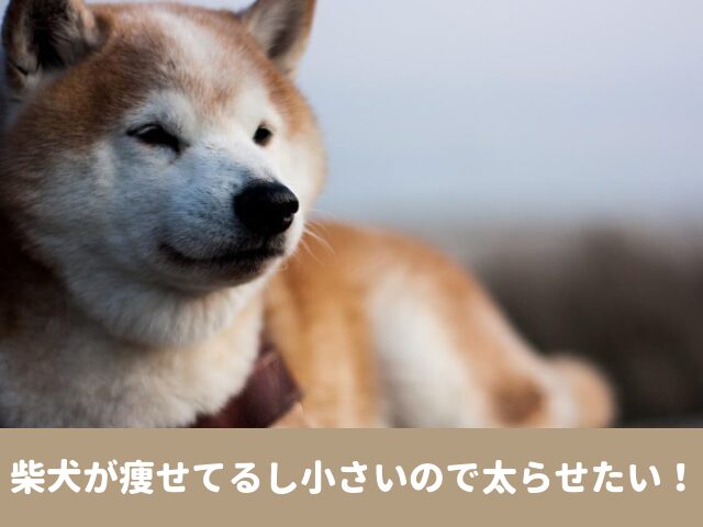 柴犬　痩せてる　小さい　餌の量　吐く　下痢