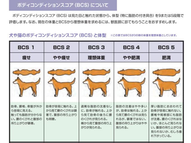 柴犬　痩せてる　小さい　餌の量　吐く　下痢