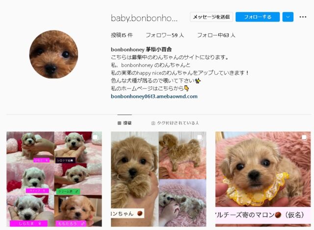 マルプー　ブリーダー　山形県　おすすめ　子犬　値段　相場　安い　販売