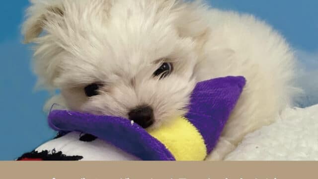 マルプー　ブリーダー　山形県　おすすめ　子犬　値段　相場　安い　販売