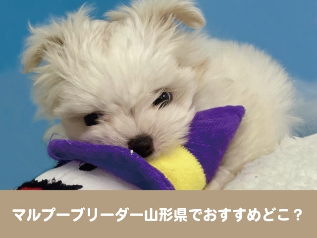 マルプー　ブリーダー　山形県　おすすめ　子犬　値段　相場　安い　販売