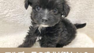 マルプー　黒　成犬 毛色　性格