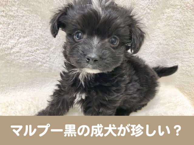 マルプー　黒　成犬 毛色　性格