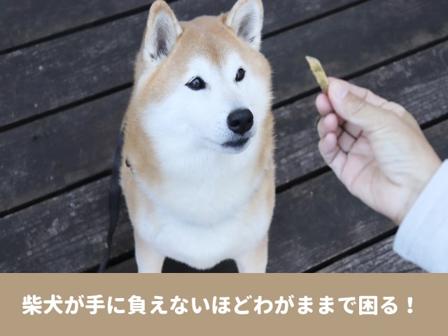 柴犬　手に負えない　わがまま　噛む　怒る　しつけ