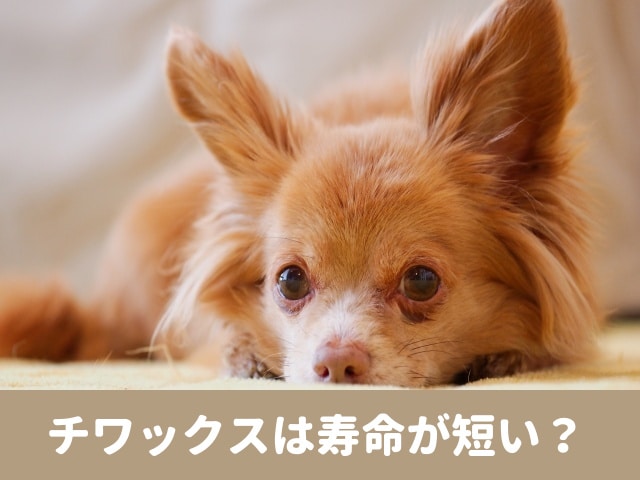 チワックスは寿命が短い 性格 特徴 育て方を調べてみた 今週のペルル店長