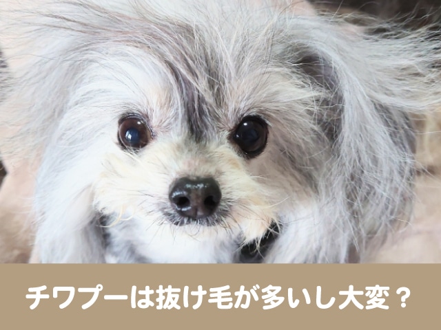 チワプーは抜け毛が多いし大変 毛質がプードル寄りかチワワ寄りかでちがう 今週のペルル店長