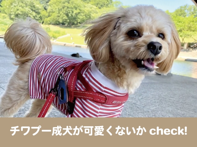 チワプーは成犬が可愛くないか画像check 子犬は顔の変化がスゴすぎる 今週のペルル店長 チワプーは成犬が可愛くないか画像check 子犬は顔の変化がスゴすぎる 今週のペルル店長