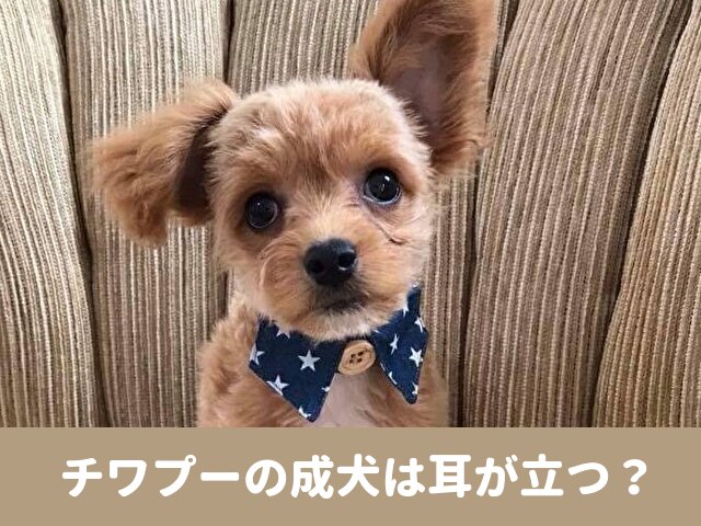 チワプー　成犬　耳　垂れ耳　子犬　成長過程　