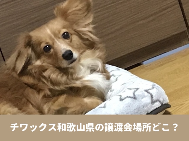 チワックス　里親　募集　譲渡　保護犬　料金　準備