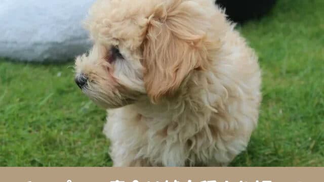 チワプー　寿命 性格　特徴　飼いやすさ