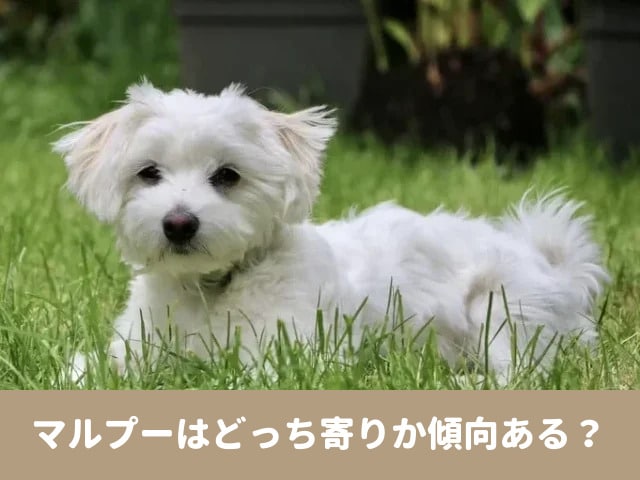 マルプー　どっち寄り　成犬　顔　性格　どっちに似る