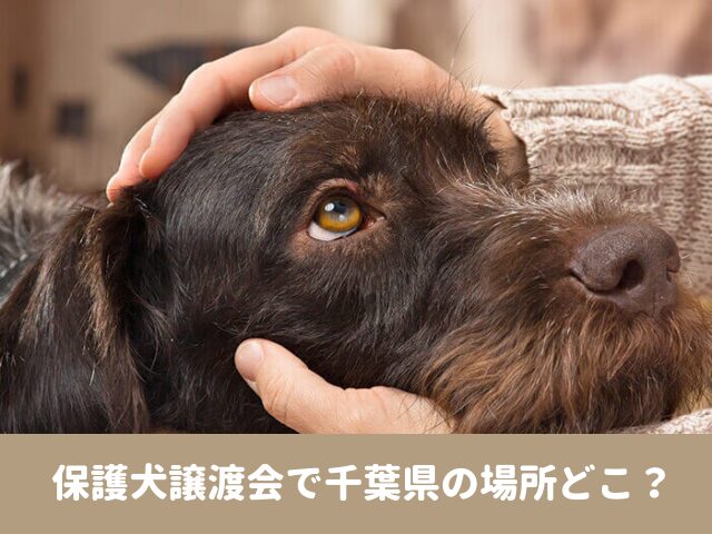 保護犬　譲渡会　千葉　見学　面会