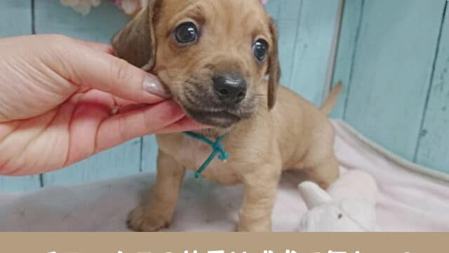 チワックス　体重 成犬　何キロ　平均体重　推移　太りやすい