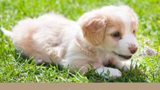 チワックス　成犬　顔が変わる 成長　鼻伸びる　画像