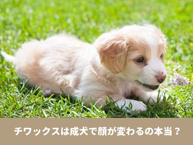 チワックス　成犬　顔が変わる 成長　鼻伸びる　画像