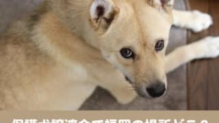 保護犬　譲渡会　福岡　保健所　迎える　手続き　めんどくさい