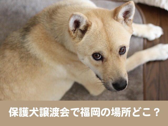 保護犬　譲渡会　福岡　保健所　迎える　手続き　めんどくさい