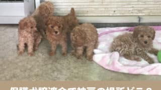 保護犬　譲渡会　神戸　外飼い　OK　団体