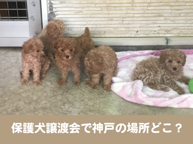 保護犬　譲渡会　神戸　外飼い　OK　団体