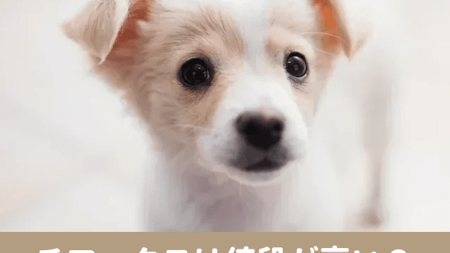 チワックス　値段 高い　子犬　格安　血統書　価格