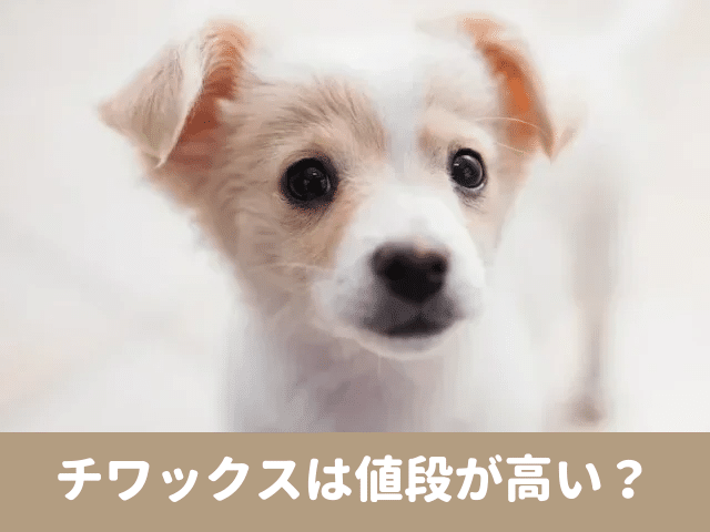 チワックス　値段 高い　子犬　格安　血統書　価格