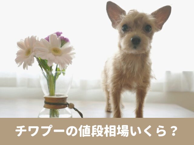 チワプー　相場　子犬　販売　価格　格安