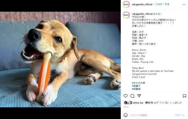 さかがみ家　保護ハウス　文太　保護犬　犬種　譲渡サイト