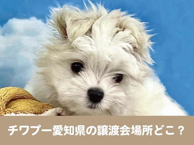 チワプー　里親　愛知県　譲渡　保護犬　子犬