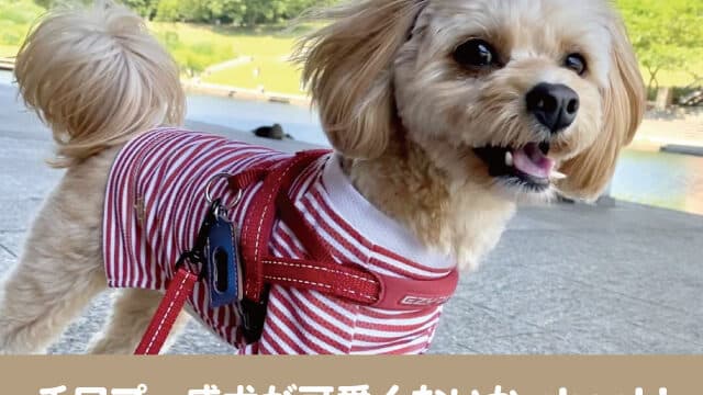 チワプー　画像　成犬　可愛くない　子犬　成長　顔の変化