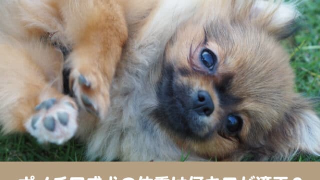 ポメチワ　成犬　体重 何キロ　体重推移　肥満