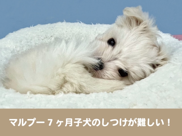 マルプー　7ヶ月　子犬　しつけ　難しい　トイレ　留守番