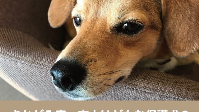 さかがみ家　保護ハウス　文太　保護犬　犬種　譲渡サイト