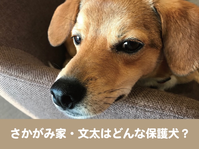 さかがみ家　保護ハウス　文太　保護犬　犬種　譲渡サイト