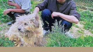 24時間テレビ45　相葉雅紀　保護犬　ロケ地　場所　どこ　沖縄　サラ　放置犬　宮古島