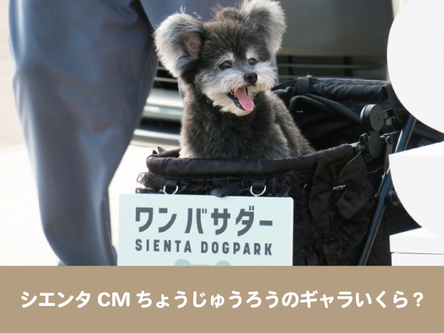 シエンタ犬 Cm の犬種とギャラいくら ちょうじゅうろう君の出演作品やインスタ Sns紹介 今週のペルル店長