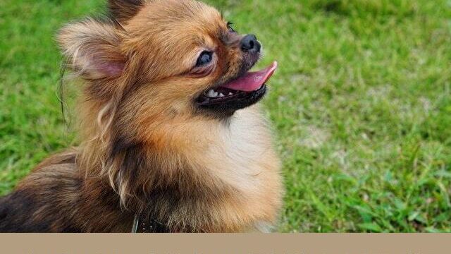 ポメチワ　カット集　可愛い　スタイル　柴犬カット　トリミング　失敗