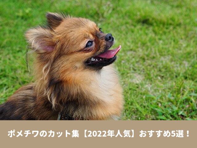 ポメチワ　カット集　可愛い　スタイル　柴犬カット　トリミング　失敗