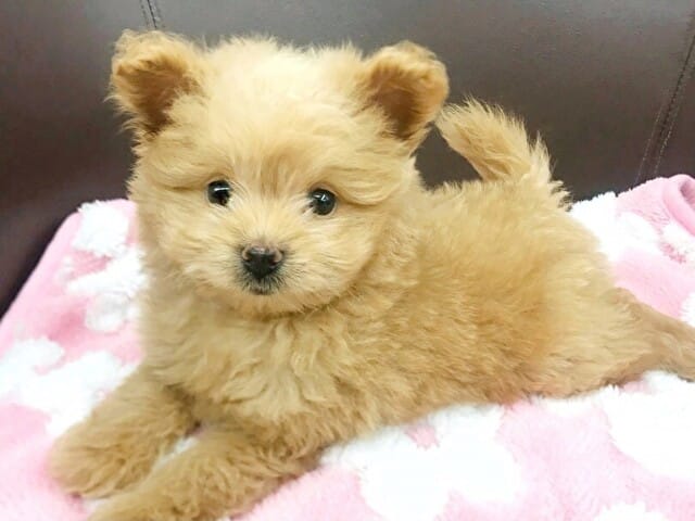 ポメプー　子犬　ブリーダー 愛知　悪質　口コミ　評判