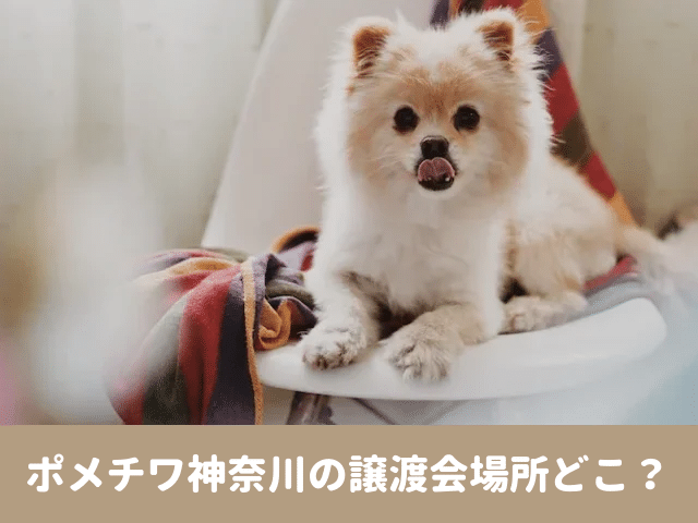 ポメチワ　里親 神奈川　譲渡　売れ残り　保護犬　無料