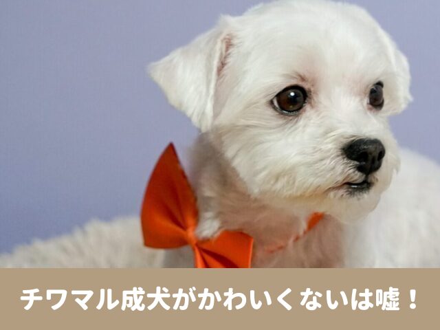 チワマル　成犬　かわいくない　成長　顔　画像