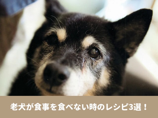 老犬が食事を食べない時のレシピ3選 痩せてきたときのおすすめ食材や食べさせ方の注意点を紹介 今週のペルル店長